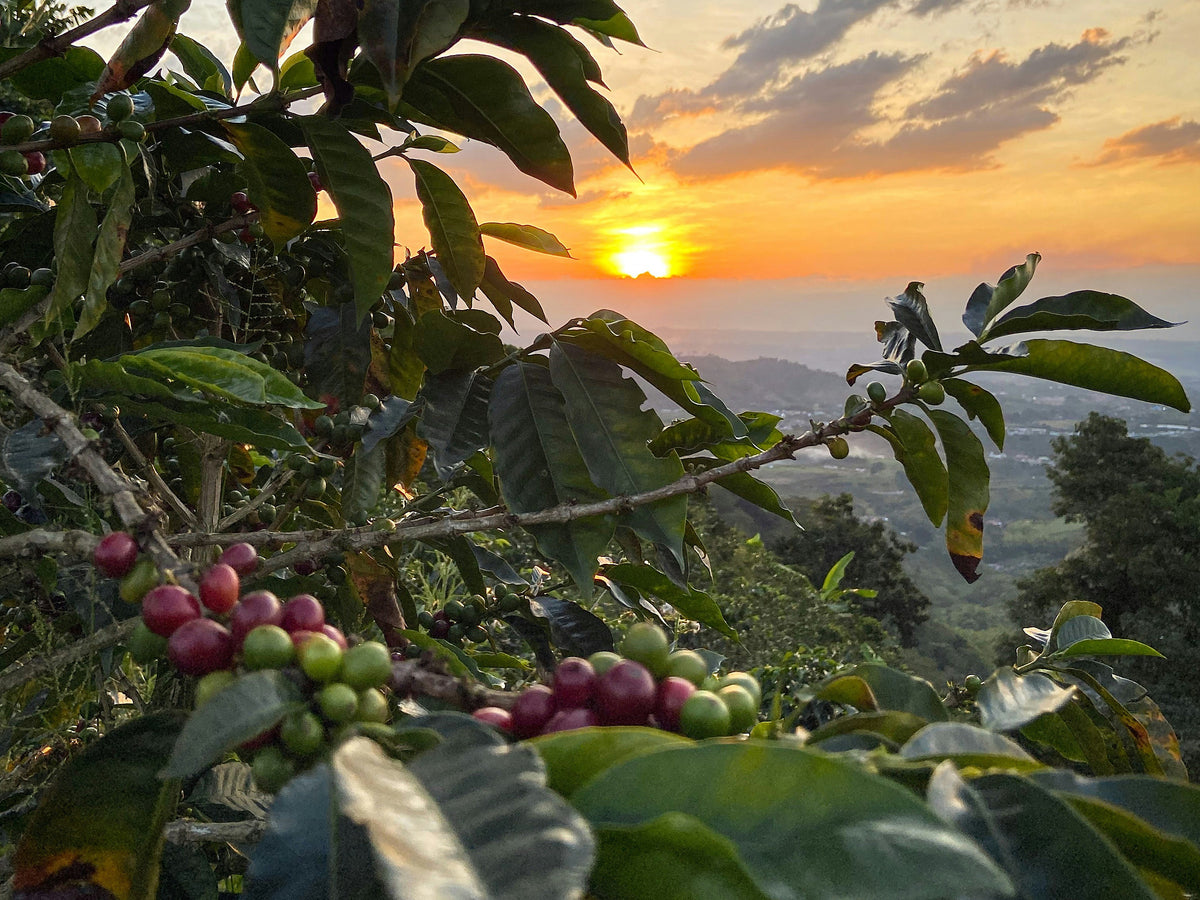 Borneo Medium Roast